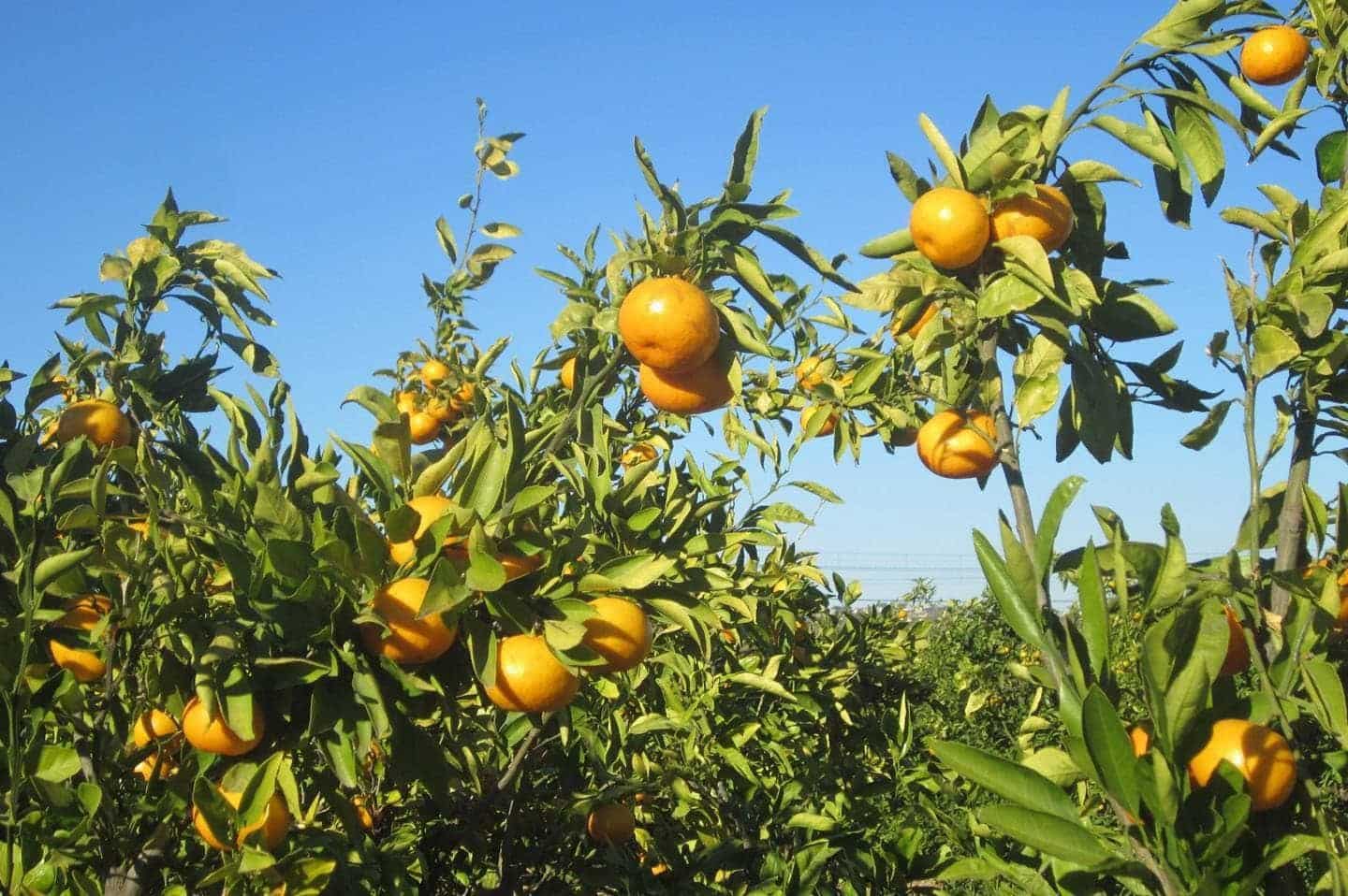 2 sypialnia Apartament na sprzedaż w Benijofar z basenem - 253 000 € (Ref: 8185252)