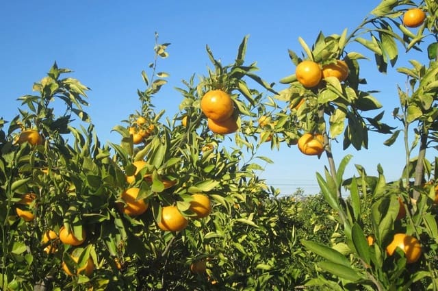 2 sypialnia Apartament na sprzedaż w Benijófar z basenem - 253 000 € (Ref: 8185252)