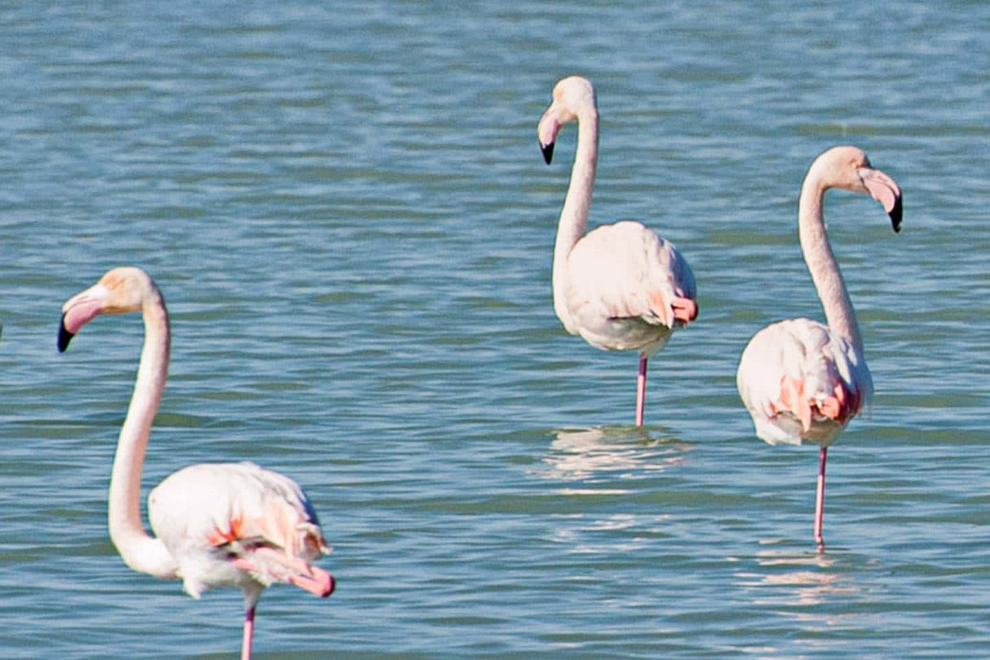 2 soverom Leilighet til salgs i La Marina med svømmebasseng garasje - € 265 000 (Ref: 9509782)