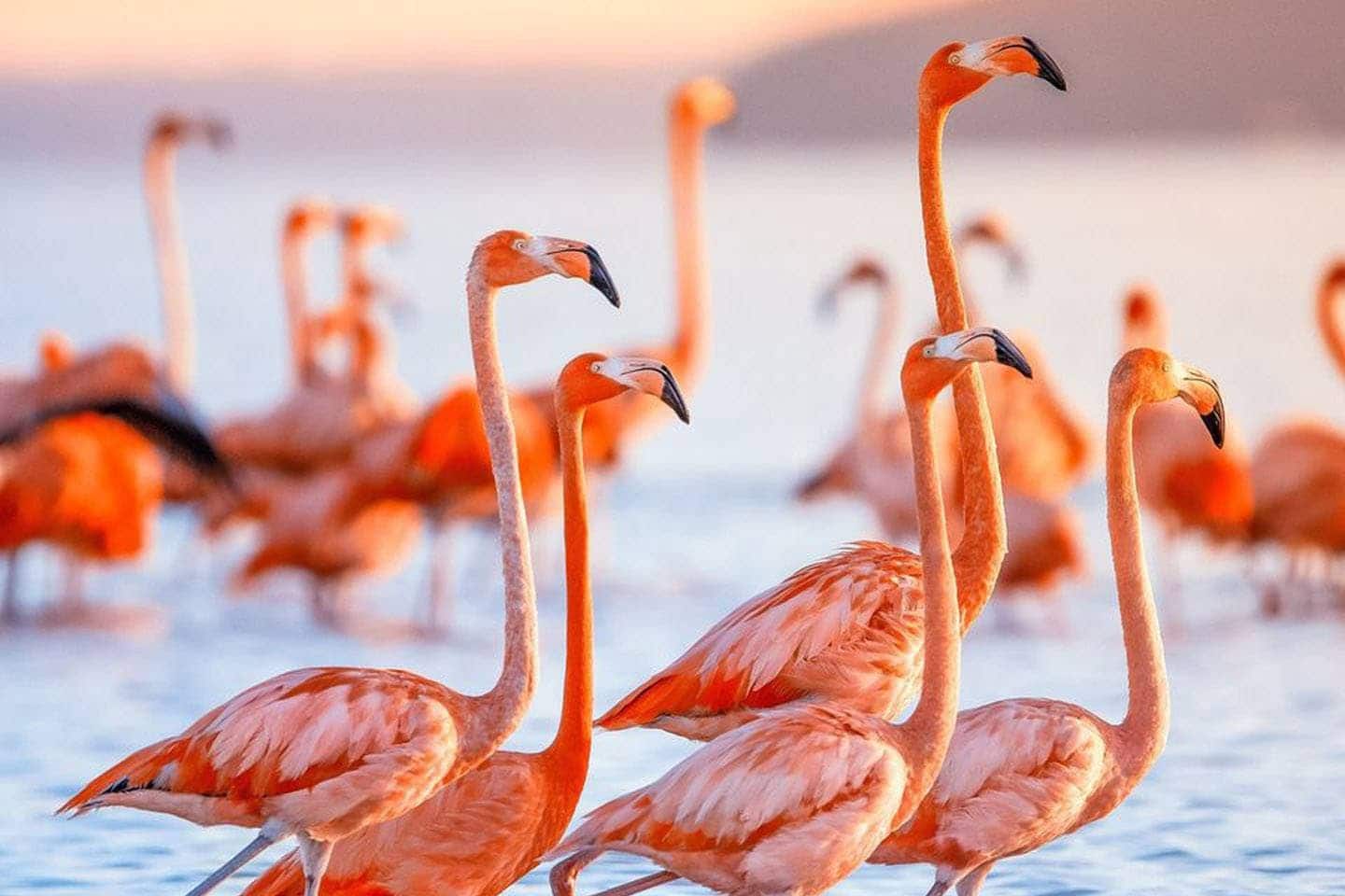 2 slaapkamer Appartement te koop in Santa Pola met zwembad garage - € 320.000 (Ref: 9509809)