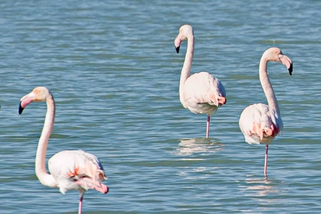 2 slaapkamer Appartement te koop in La Marina, Elche / Elx met zwembad garage - € 290.000 (Ref: 9509867)