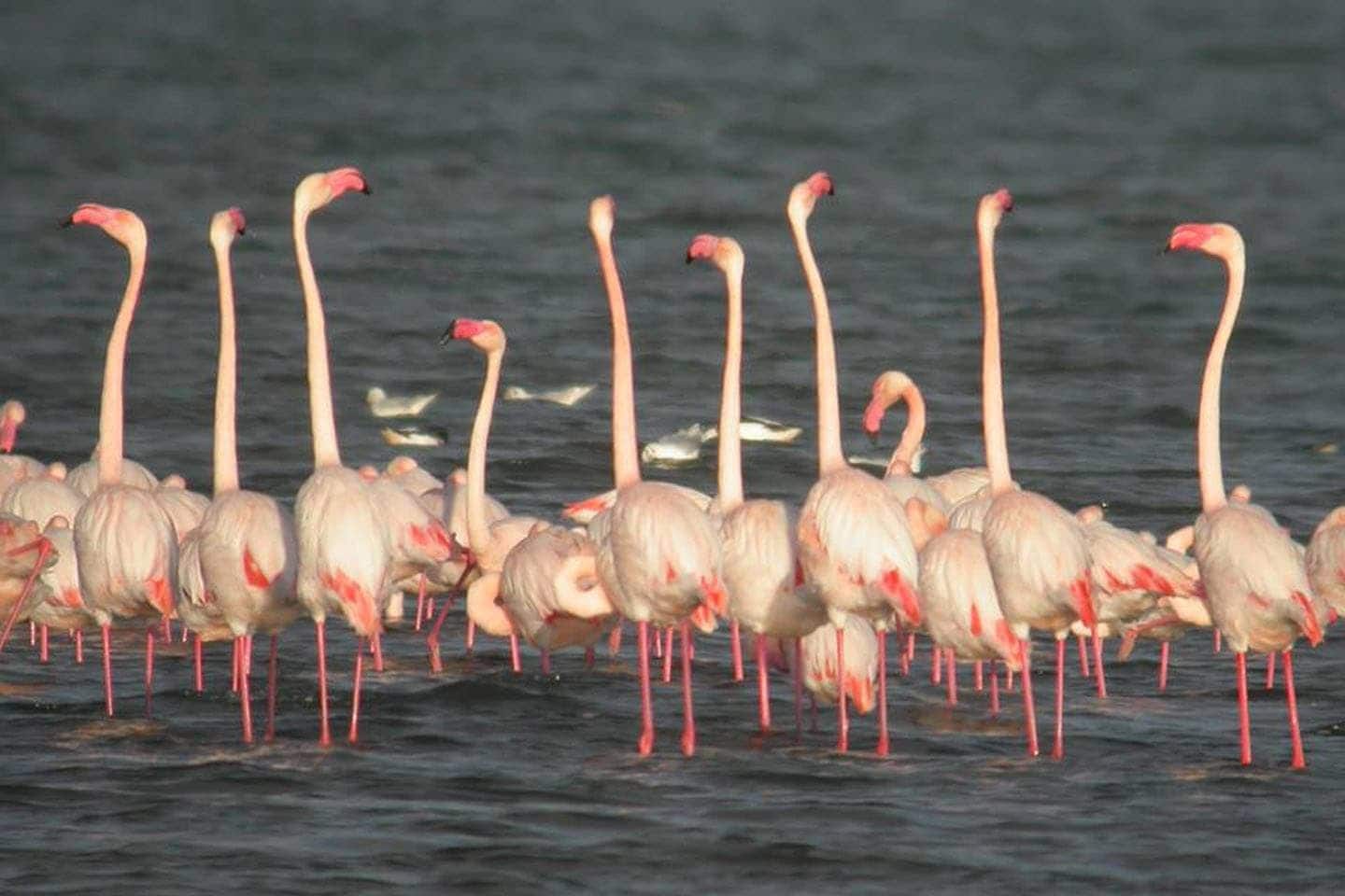 2 bedroom Apartment for sale in San Miguel de Salinas with pool garage - € 266,000 (Ref: 9509898)