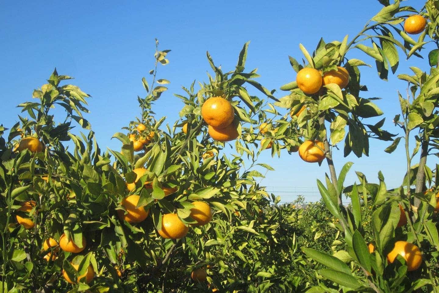 3 soverom Villa til salgs i Benijofar med svømmebasseng garasje - € 395 000 (Ref: 9521764)