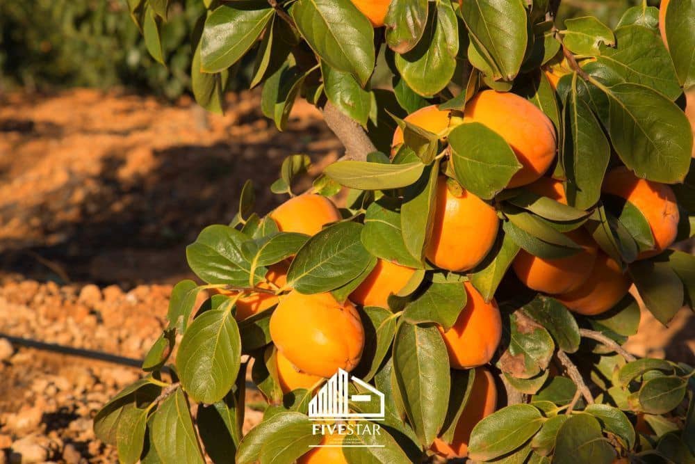 3 soveværelse Finca/Landehus til salg i Turis - € 375.000 (Ref: 4930365)