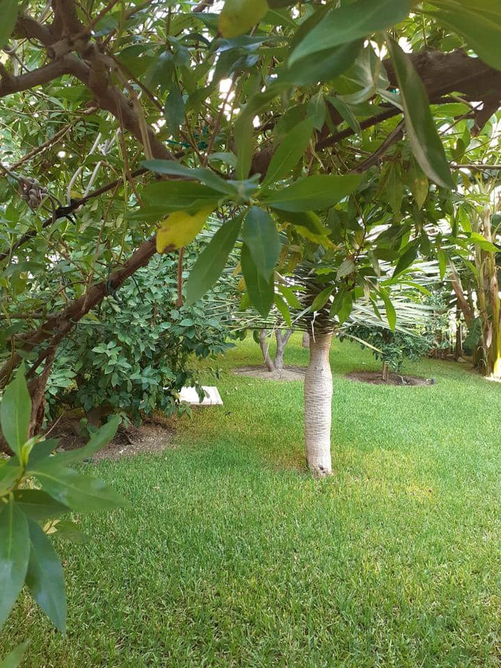 2 slaapkamer Flat te huur in Nerja met zwembad - € 1.500 (Ref: 6132064)