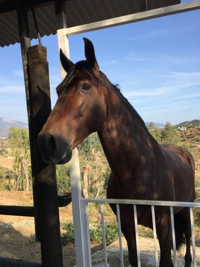 6 sovrum Villa till salu i Vinuela med pool garage - 820 000 € (Ref: 8596784)