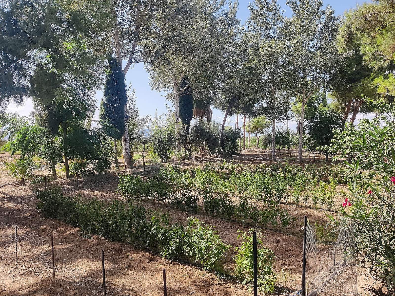 3 slaapkamer Finca/Landhuis te koop in Crevillente / Crevillent met zwembad - € 399.995 (Ref: 7795946)