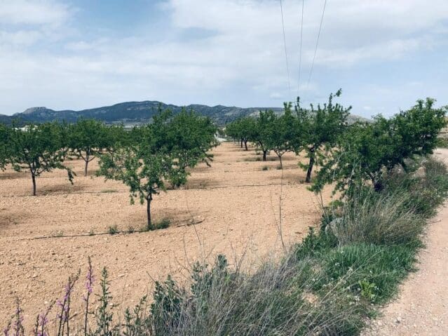 Landgrundstück zu verkaufen in La Romana - 69.000 € (Ref: 9475809)