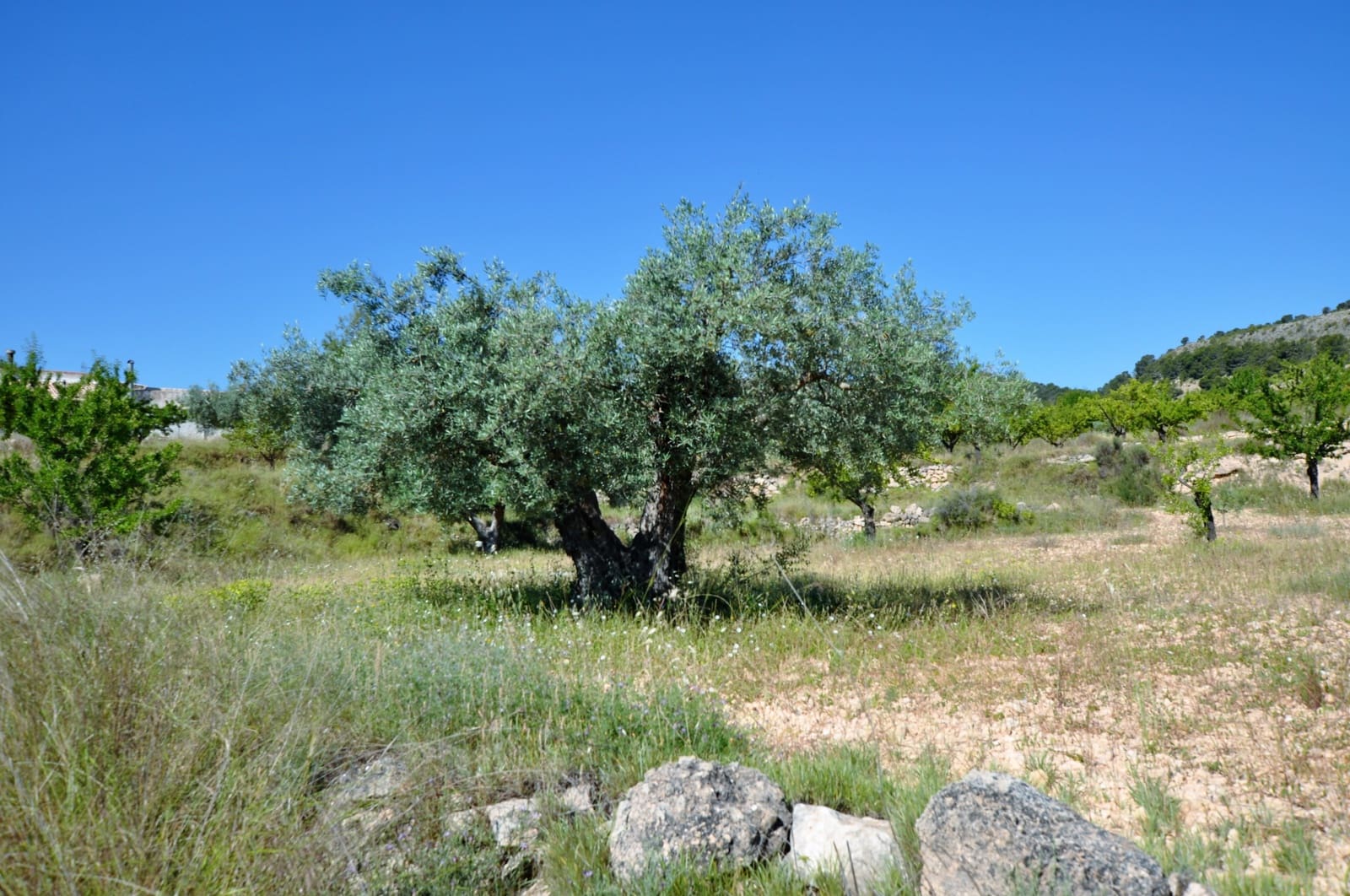 3 chambre Finca/Maison de Campagne à vendre à Monovar / Monover avec piscine - 155 000 € (Ref: 9743997)