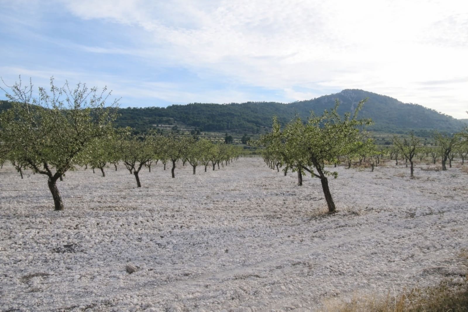 7 sypialnia Finka/Dom wiejski na sprzedaż w Salinas - 625 000 € (Ref: 9787947)