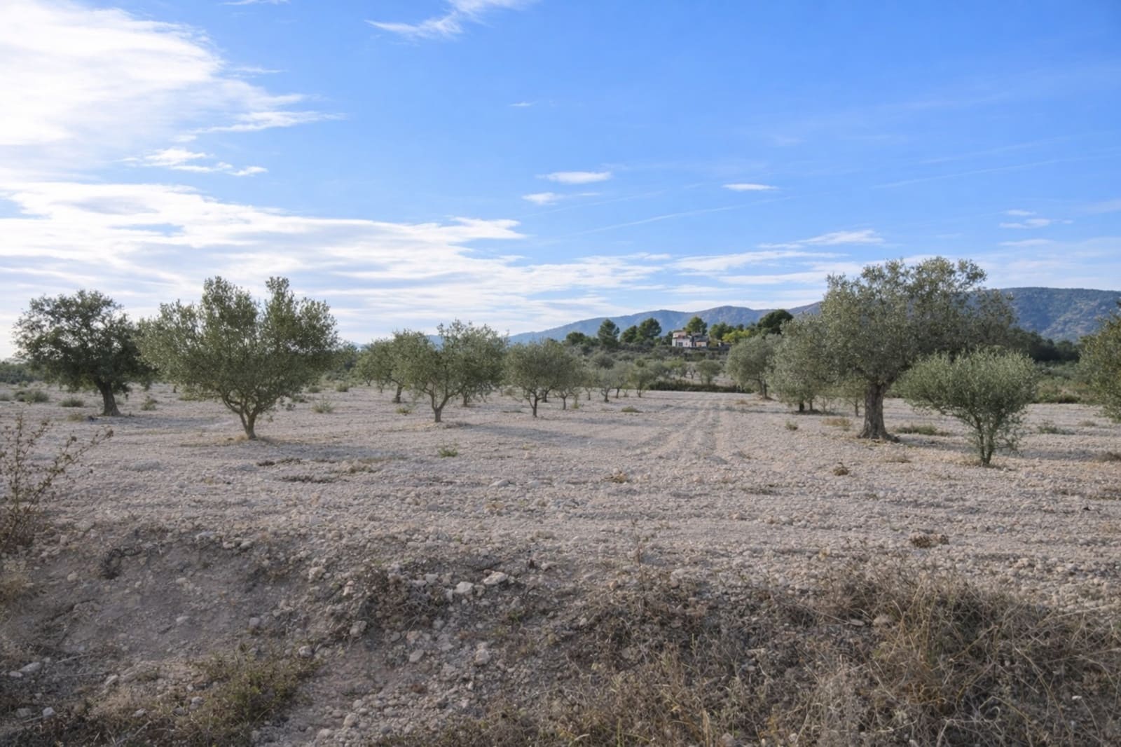 7 sypialnia Finka/Dom wiejski na sprzedaż w Salinas - 625 000 € (Ref: 9787947)