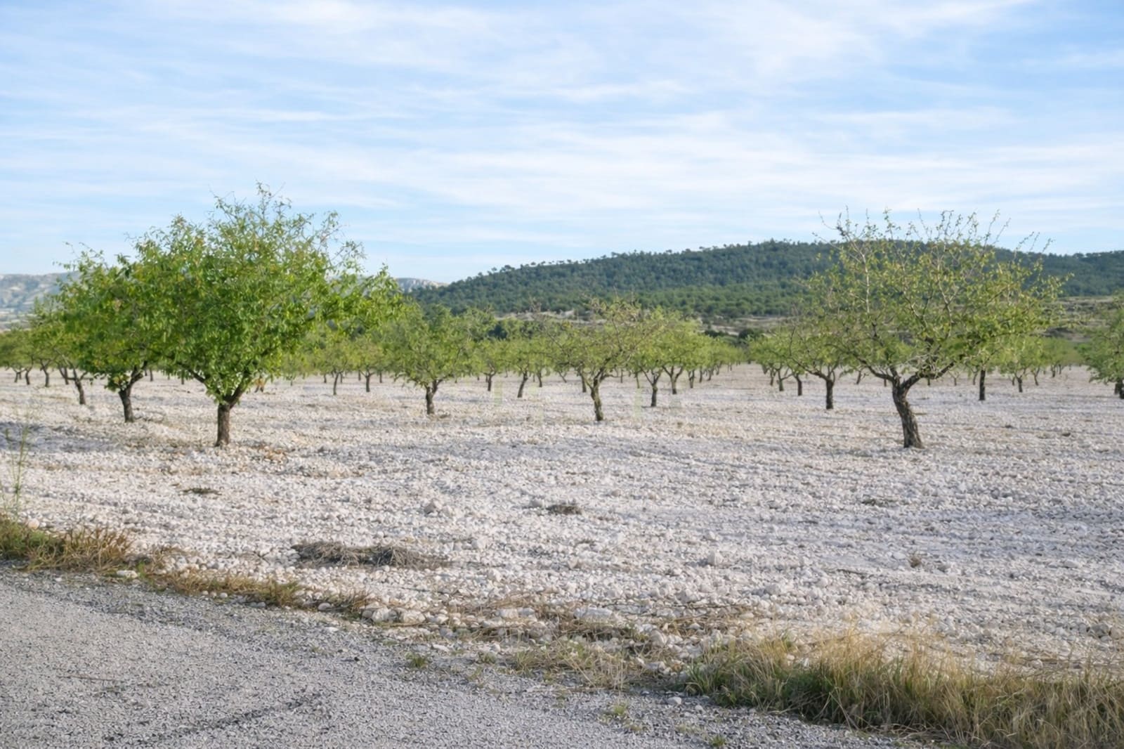 7 sypialnia Finka/Dom wiejski na sprzedaż w Salinas - 625 000 € (Ref: 9787947)