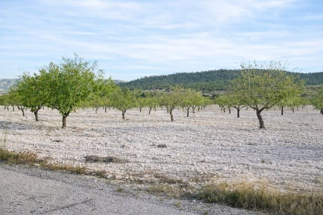 7 sypialnia Finka/Dom wiejski na sprzedaż w Salinas - 625 000 € (Ref: 9787947)