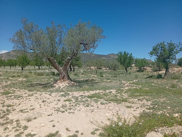 Terreno Non Edificato in vendita in Salinas - 45.000 € (Rif: 9787948)