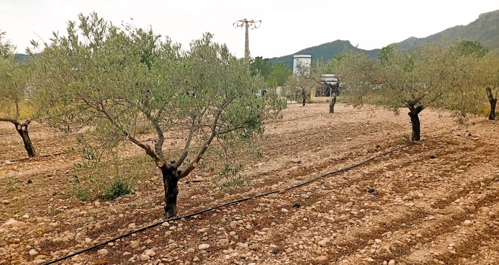 1 slaapkamer Finca/Landhuis te koop in Salinas - € 49.000 (Ref: 9789942)