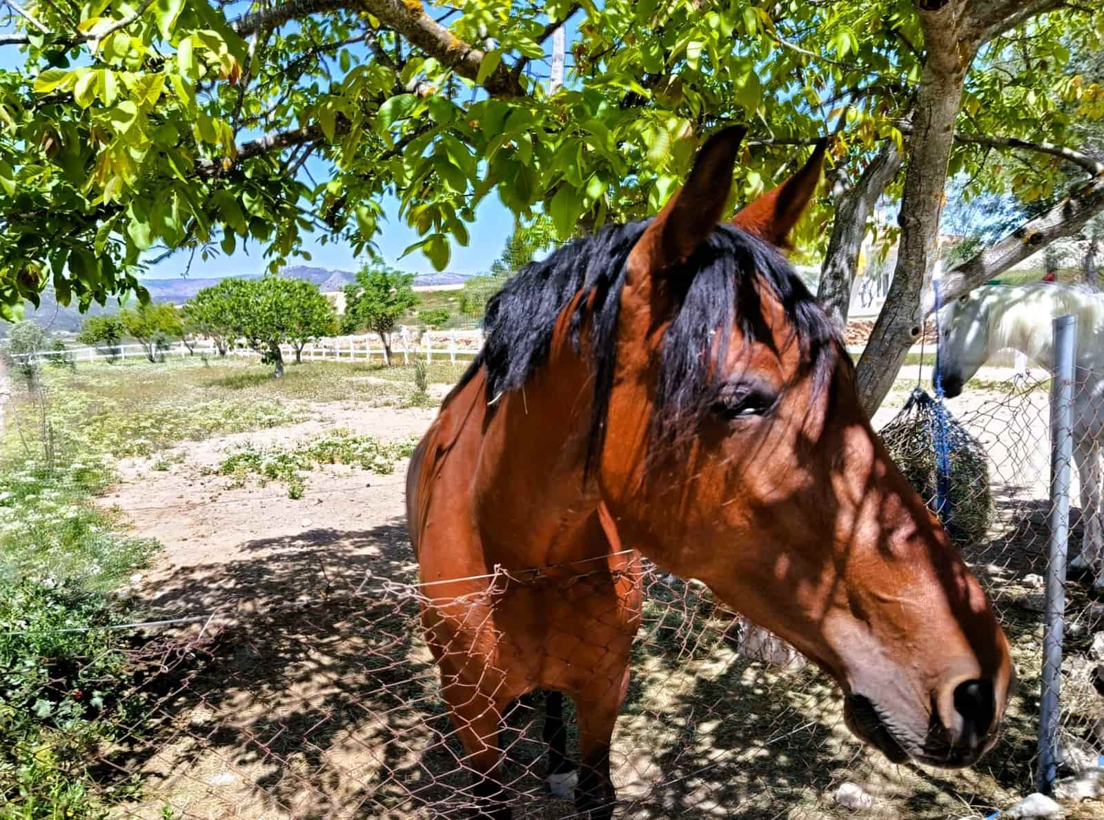 3 bedroom Finca/Country House for sale in Monovar / Monover with pool - € 199,995 (Ref: 9800837)