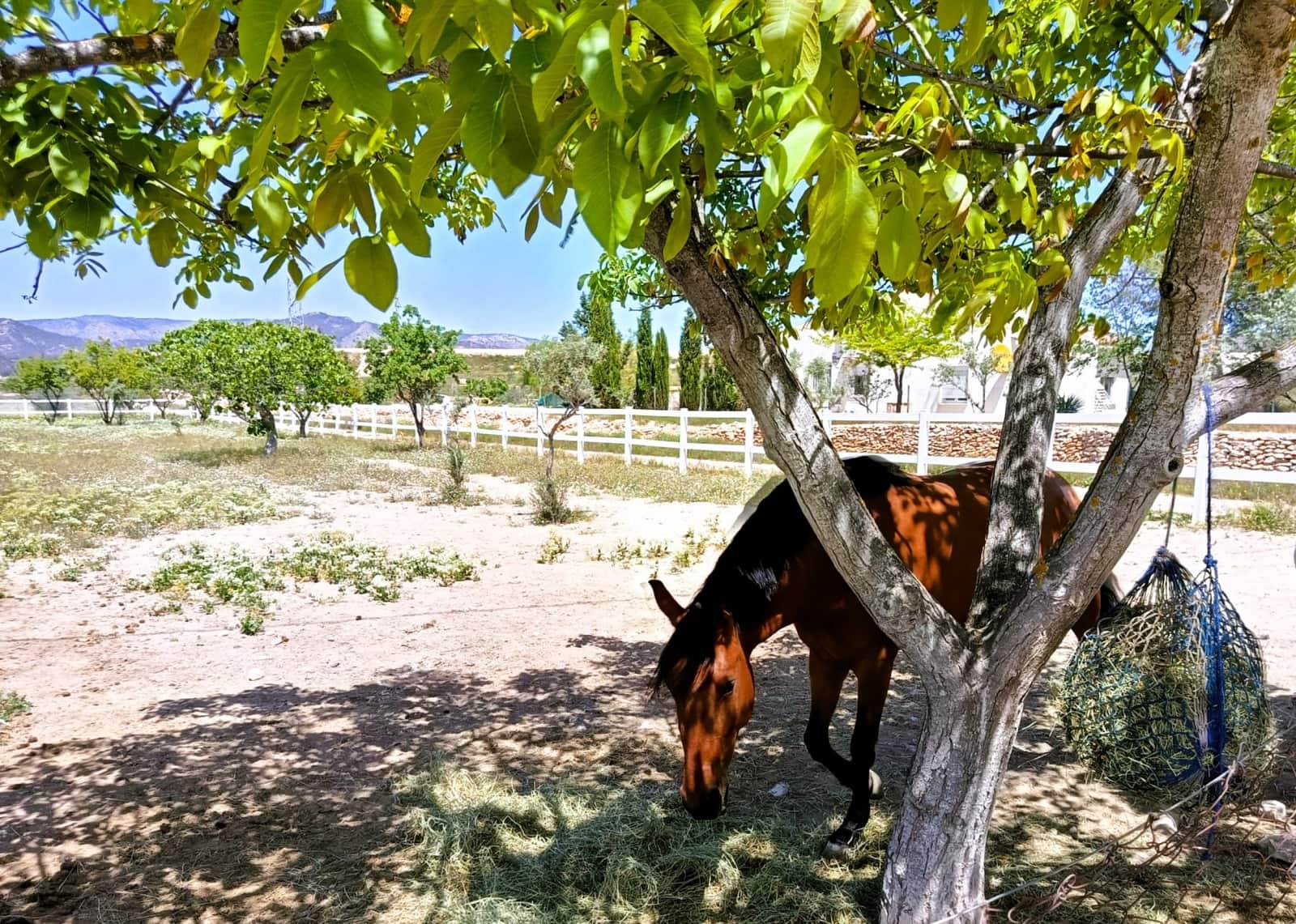 3 bedroom Finca/Country House for sale in Monovar / Monover with pool - € 199,995 (Ref: 9800837)