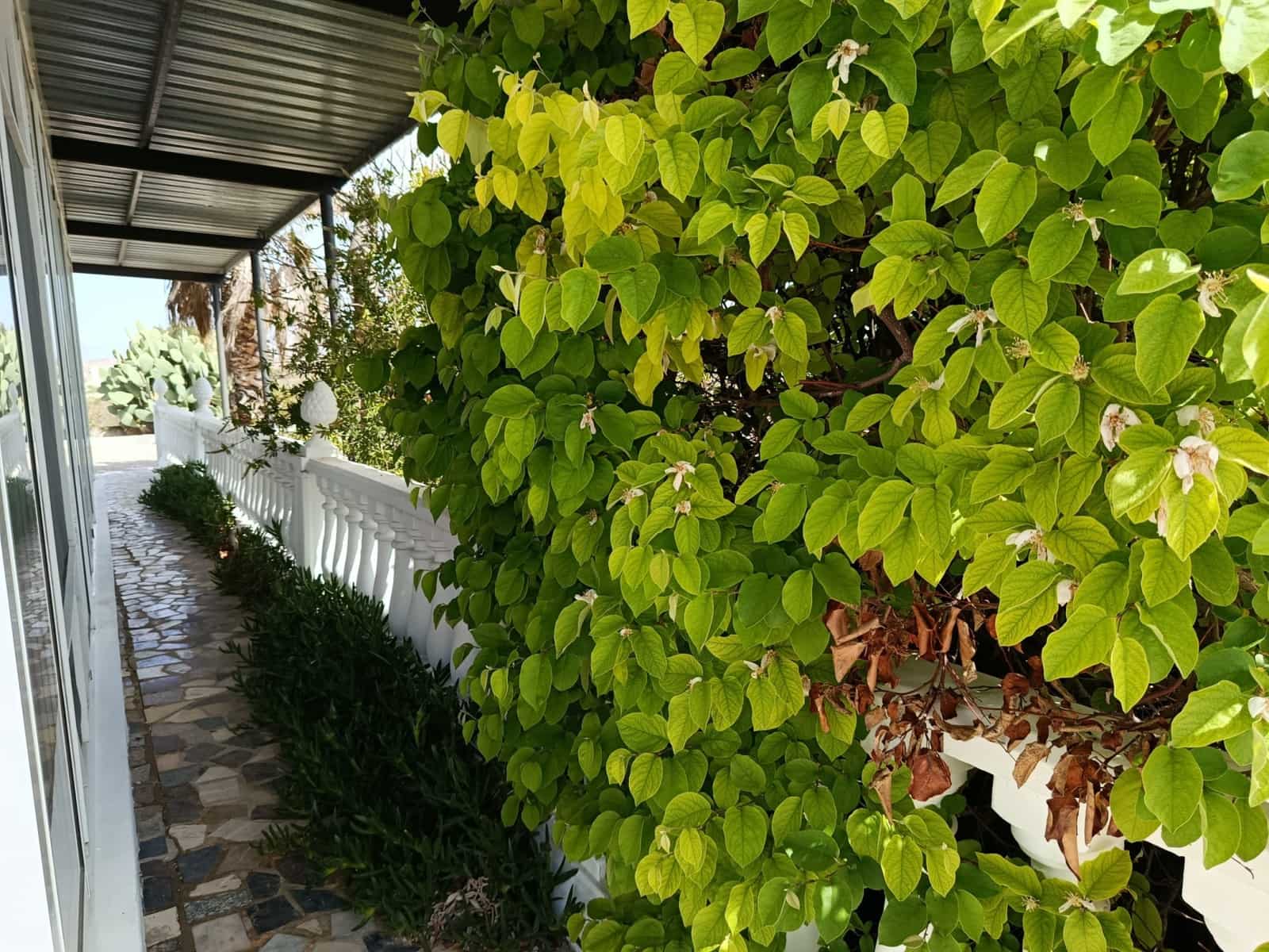 4 Zimmer Finca/Landgut zu verkaufen in Villena mit Pool - 249.995 € (Ref: 9883628)