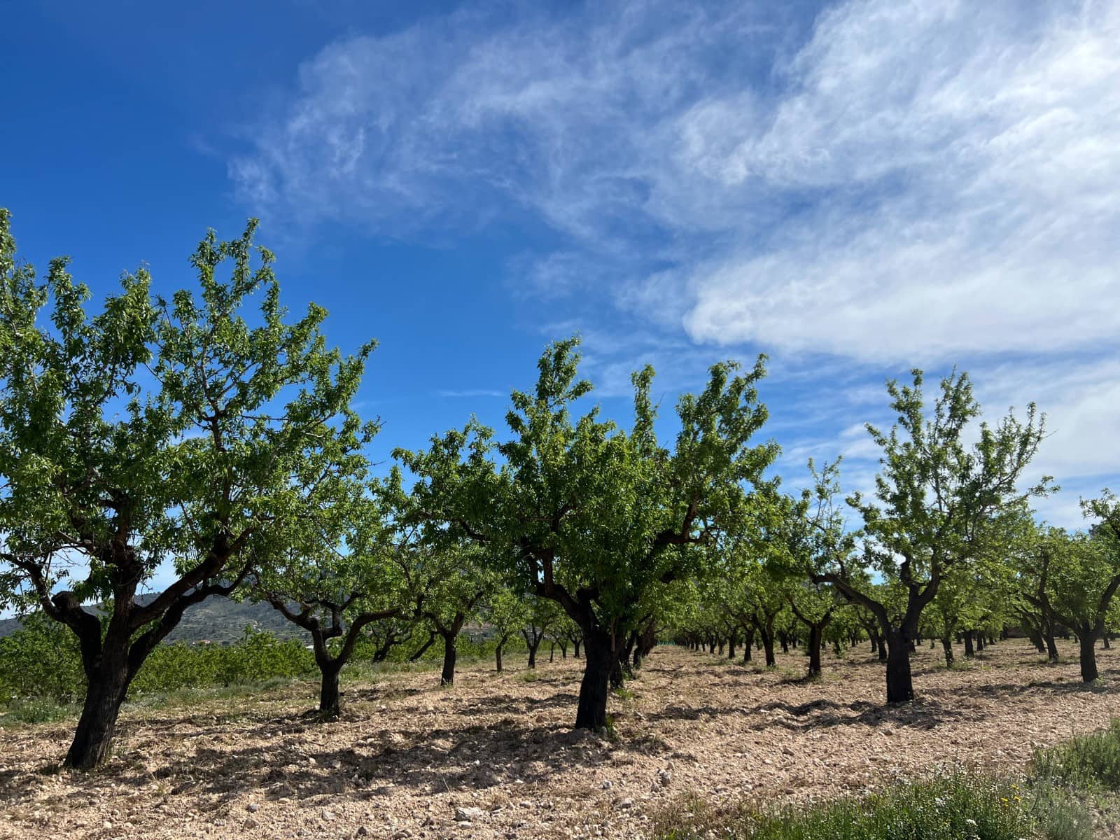 Bauplatz zu verkaufen in Hondon de los Frailes - 46.000 € (Ref: 9986183)