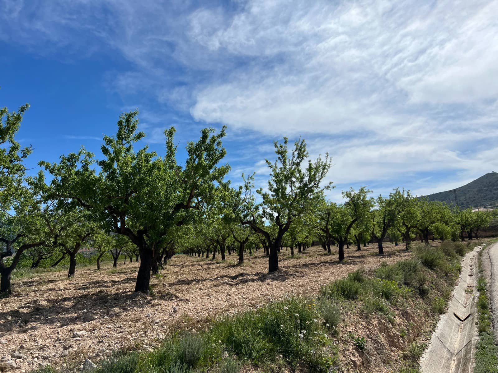 Bauplatz zu verkaufen in Hondon de los Frailes - 46.000 € (Ref: 9986183)