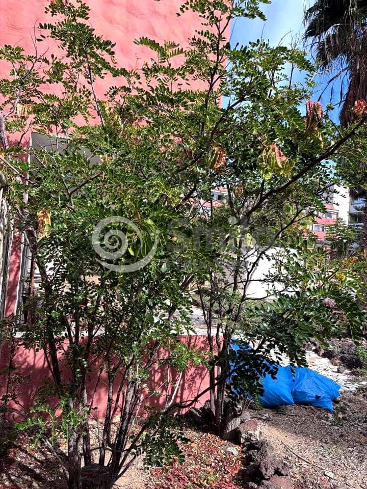 1 slaapkamer Bedrijf te koop in Arona - € 185.000 (Ref: 9566647)