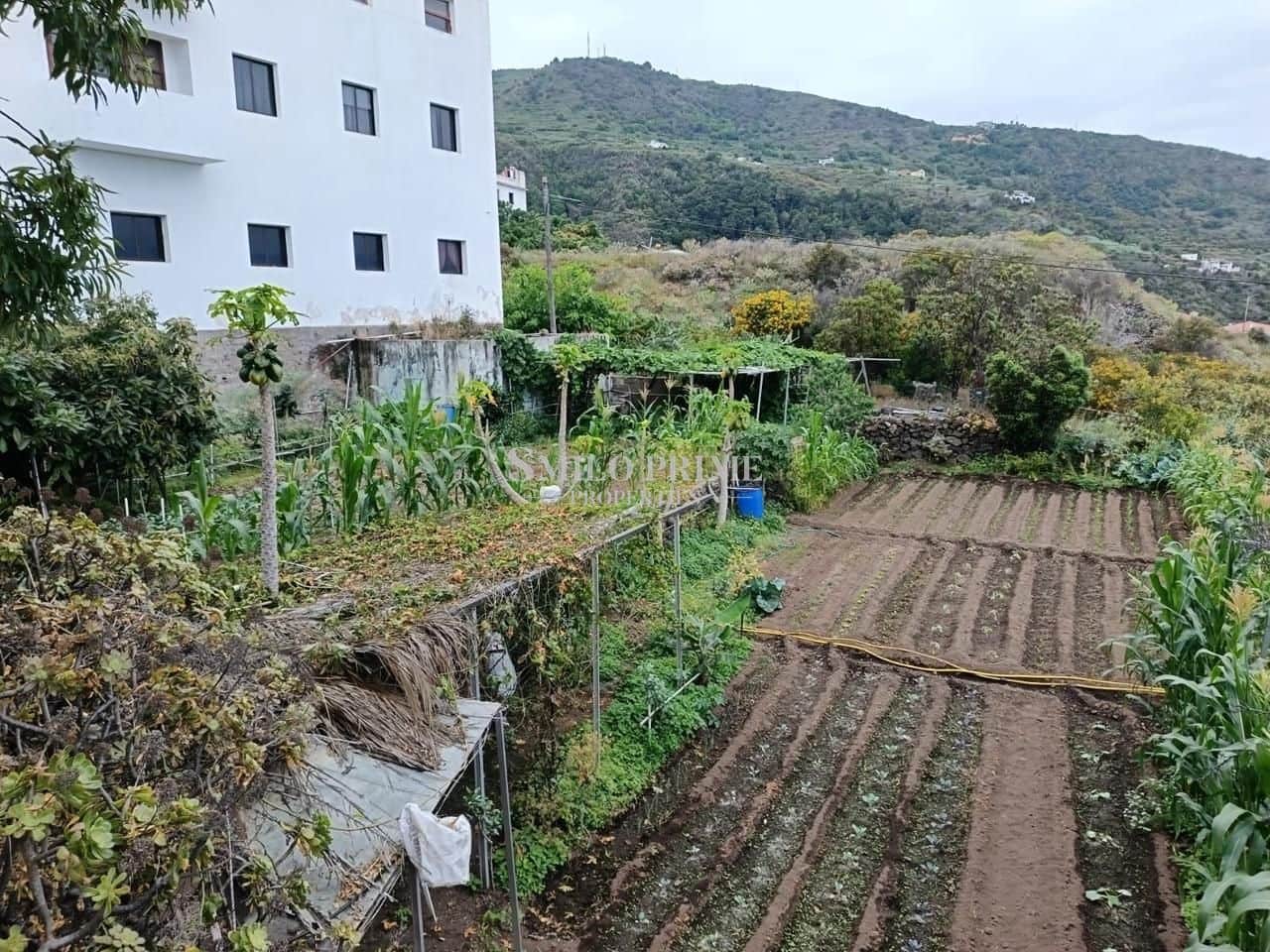 6 slaapkamer Finca/Landhuis te koop in Icod de los Vinos - € 630.000 (Ref: 9939040)