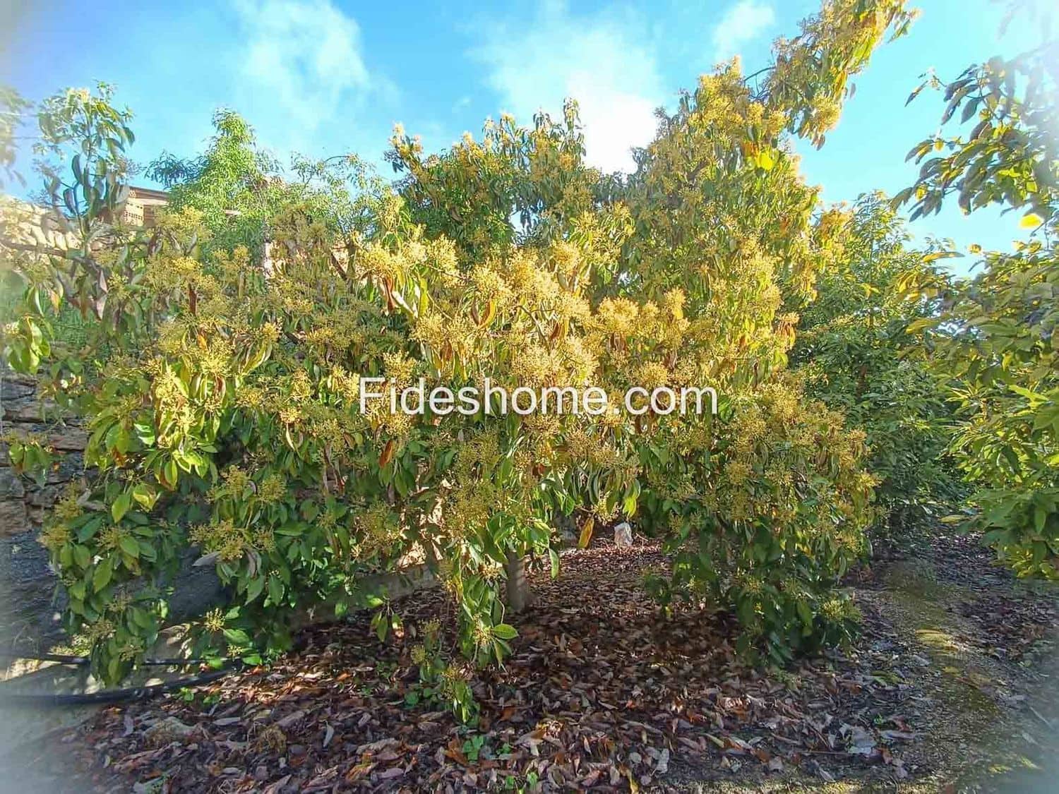 Undeveloped Land for sale in Albunuelas - € 20,000 (Ref: 10120445)