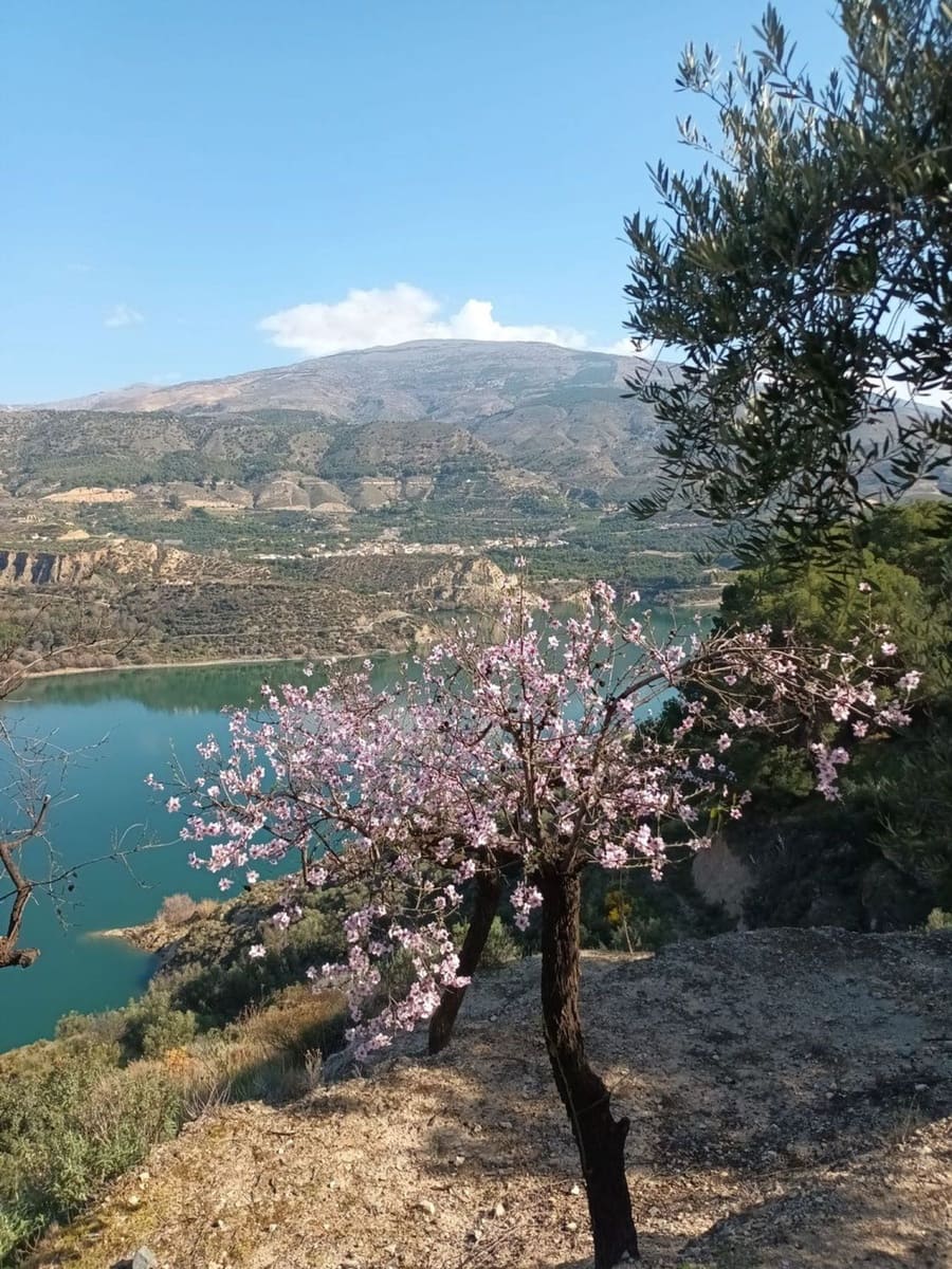 Terre non Aménagée à vendre à El Pinar - 38 500 € (Ref: 10120450)