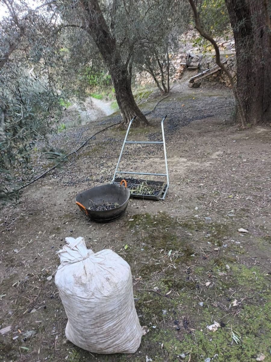 Terre non Aménagée à vendre à El Pinar - 38 500 € (Ref: 10120450)