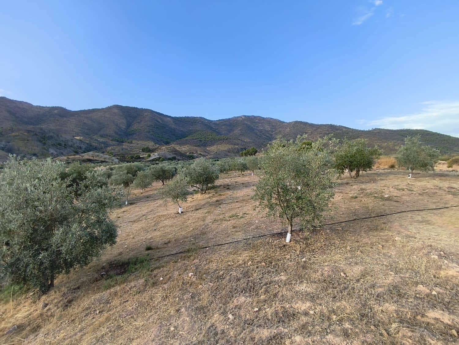 Terre non Aménagée à vendre à El Valle - 95 000 € (Ref: 9256751)