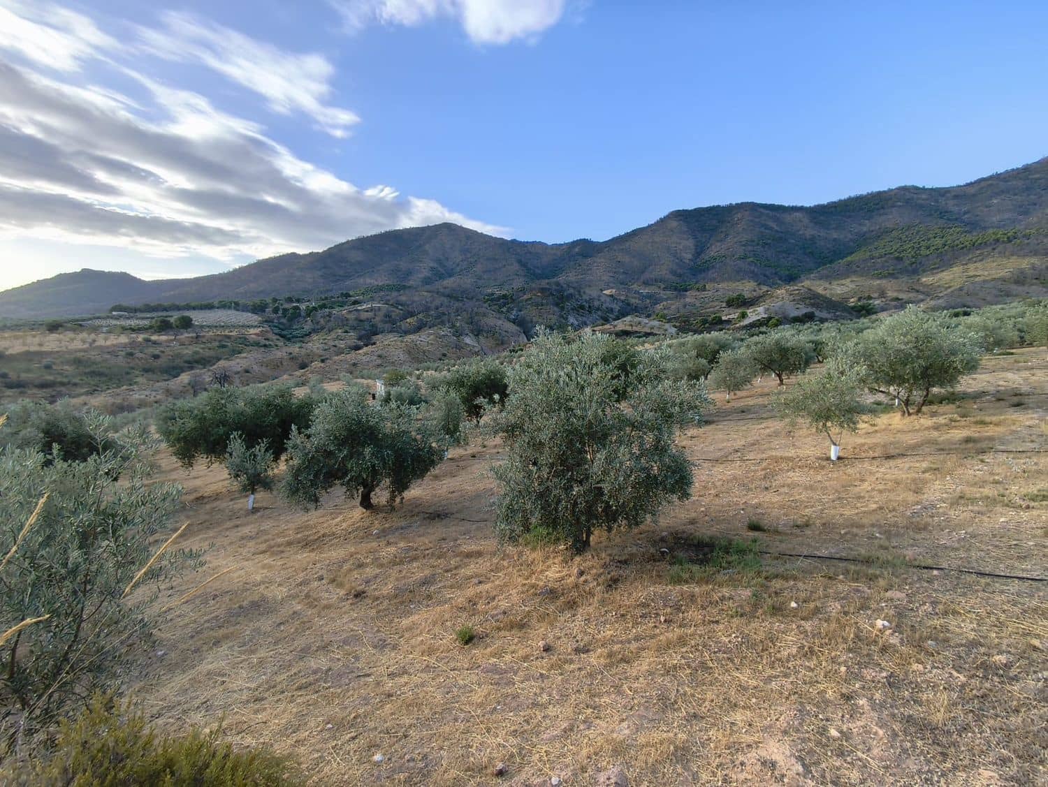 Terre non Aménagée à vendre à El Valle - 95 000 € (Ref: 9256751)