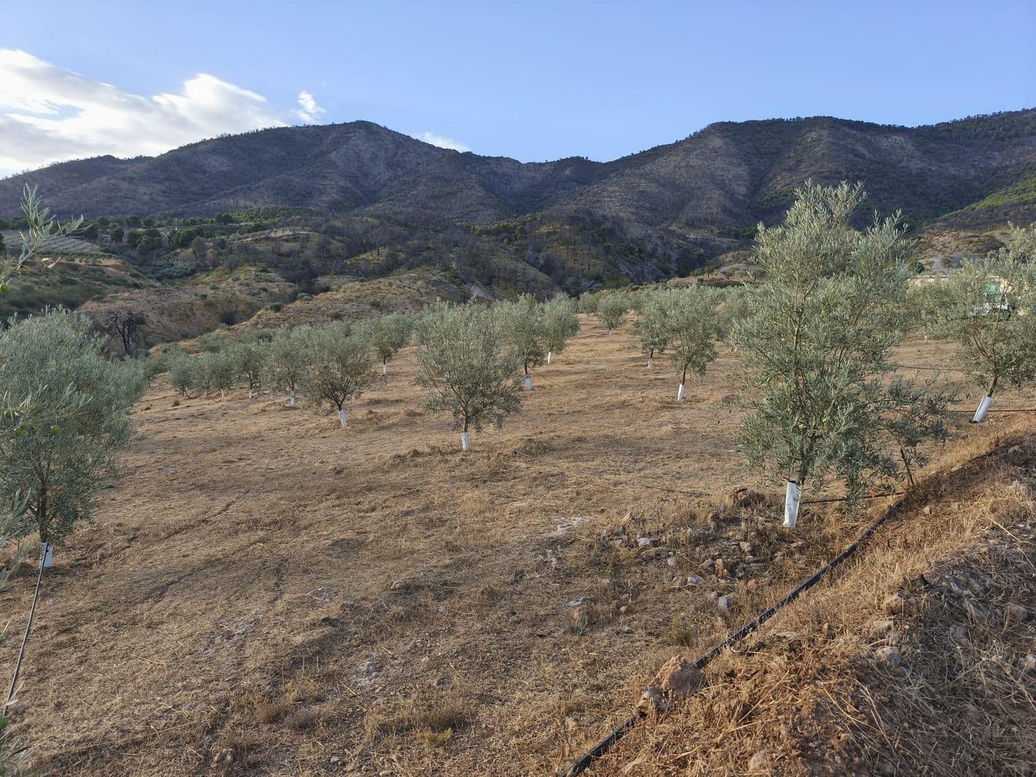 Terre non Aménagée à vendre à El Valle - 95 000 € (Ref: 9256751)