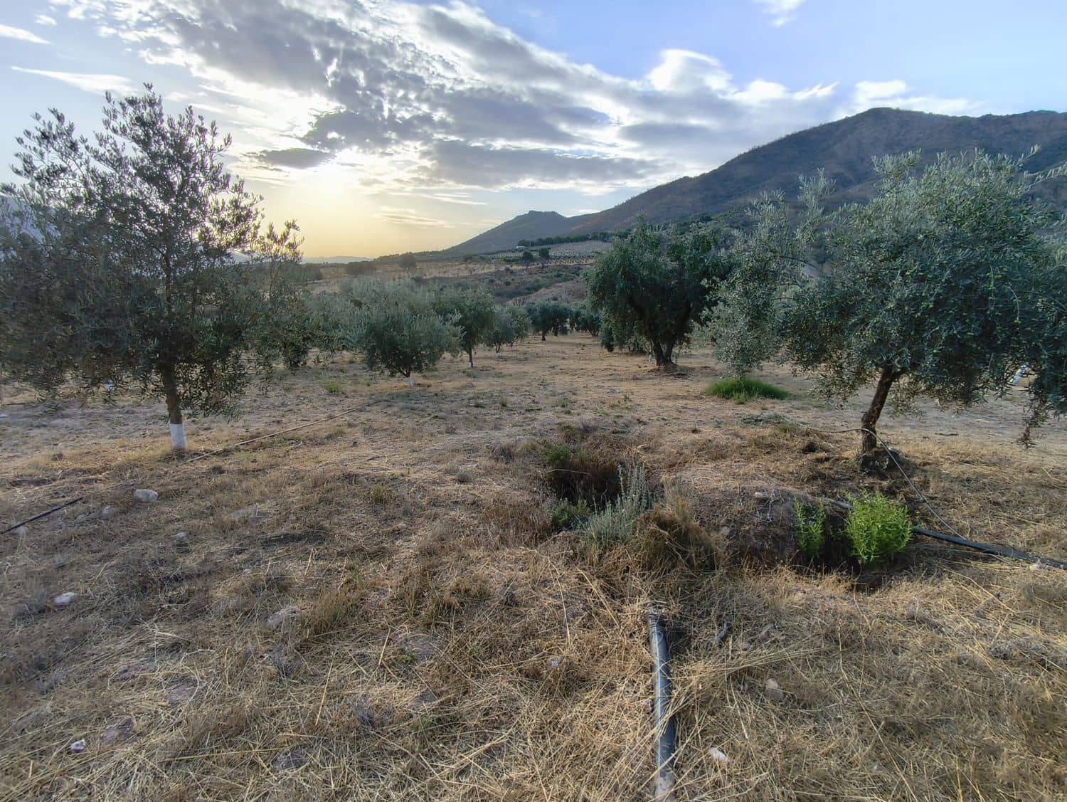 Terre non Aménagée à vendre à El Valle - 95 000 € (Ref: 9256751)