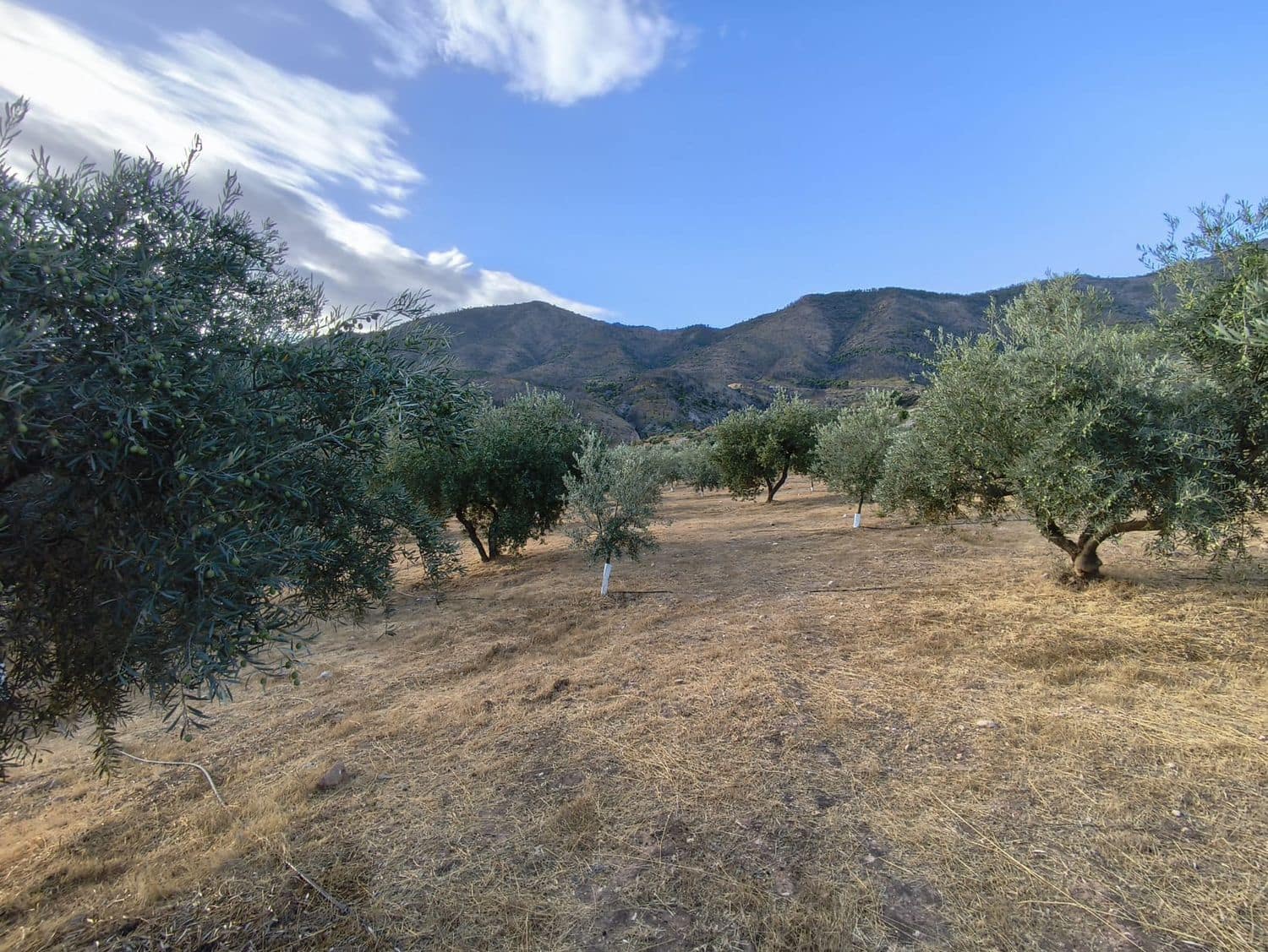 Terre non Aménagée à vendre à El Valle - 95 000 € (Ref: 9256751)