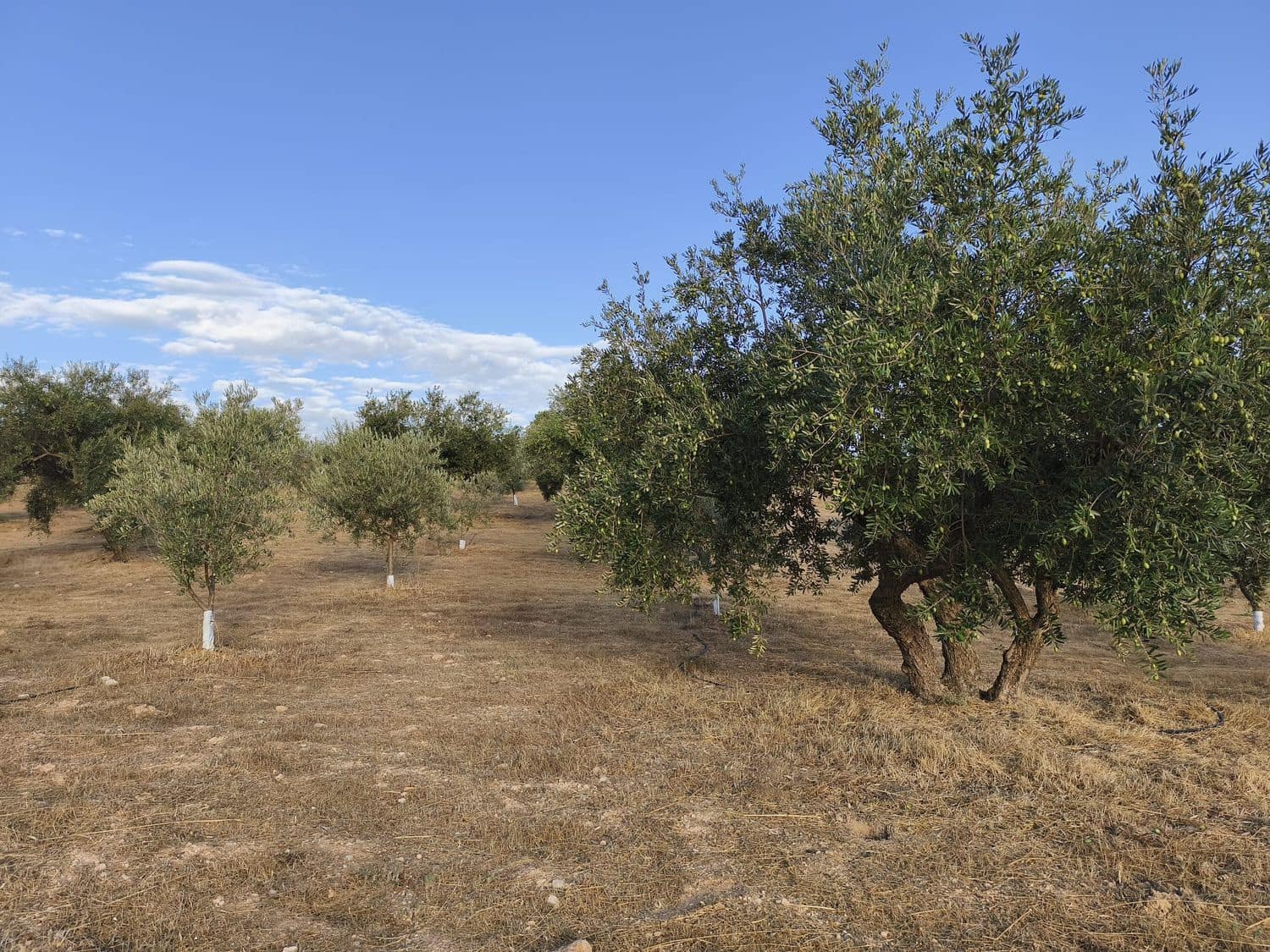 Terre non Aménagée à vendre à El Valle - 95 000 € (Ref: 9256751)