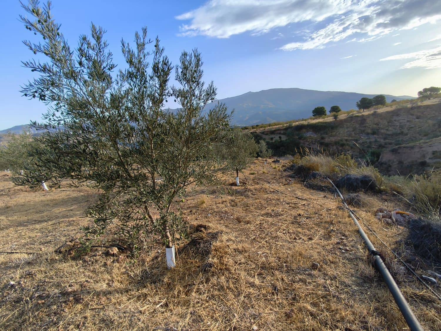 Terre non Aménagée à vendre à El Valle - 95 000 € (Ref: 9256751)