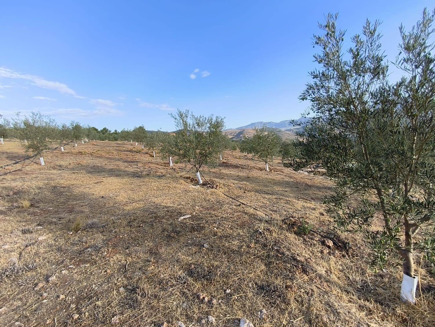 Terre non Aménagée à vendre à El Valle - 95 000 € (Ref: 9256751)