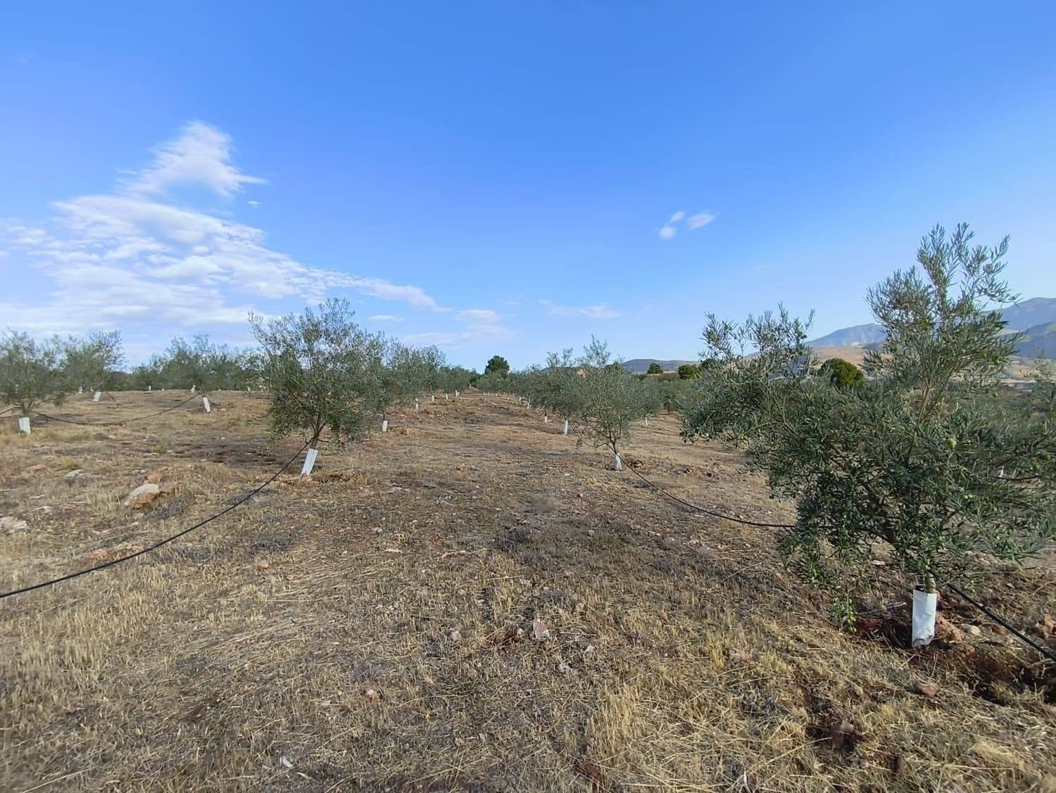 Terre non Aménagée à vendre à El Valle - 95 000 € (Ref: 9256751)