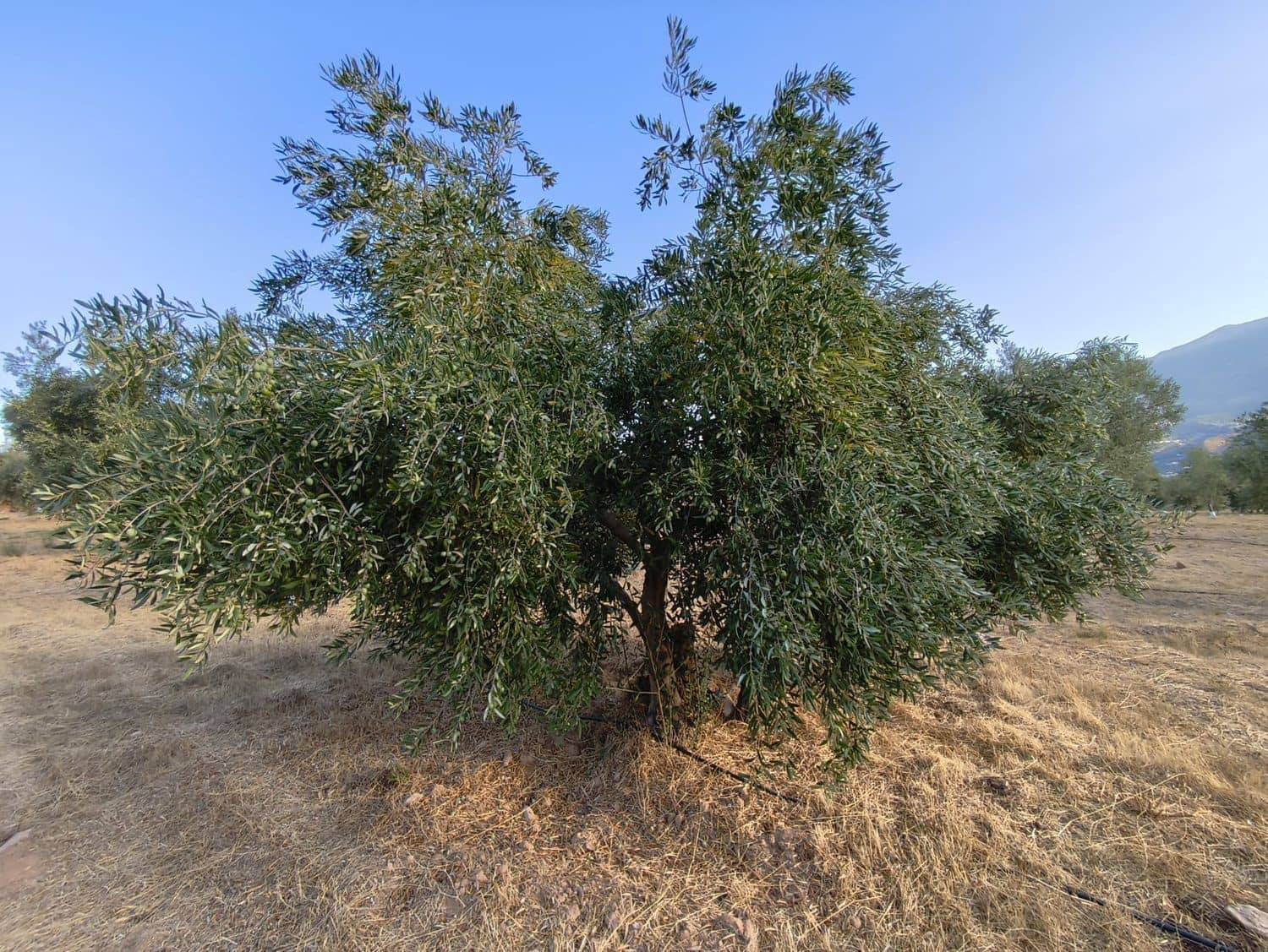 Terre non Aménagée à vendre à El Valle - 95 000 € (Ref: 9256751)