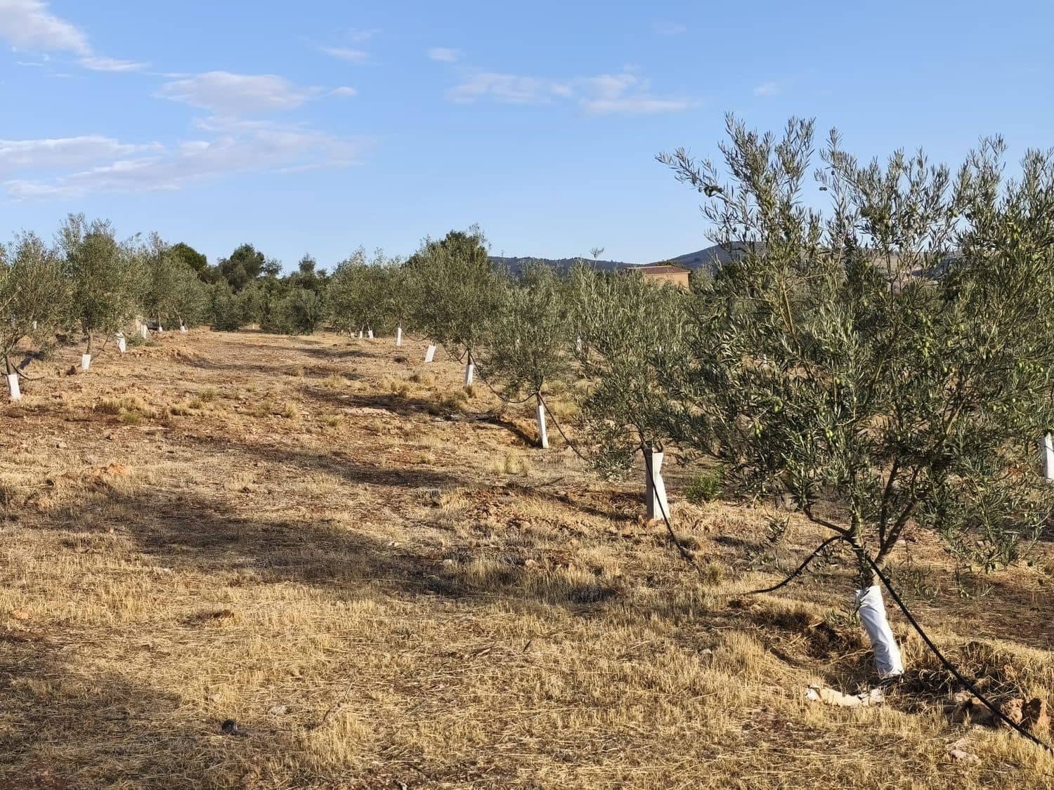 Terre non Aménagée à vendre à El Valle - 95 000 € (Ref: 9256751)