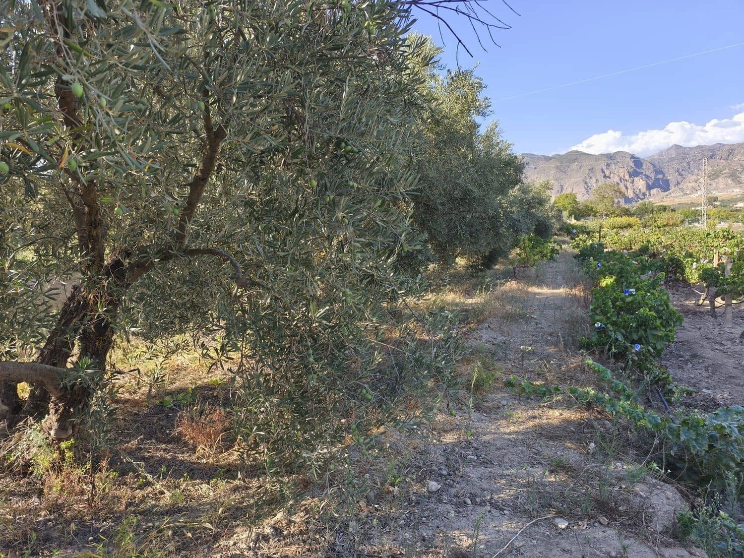 Ubebygd land til salgs i Durcal - € 10 000 (Ref: 9264002)