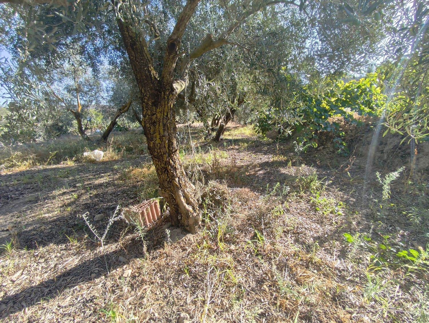 Ubebygd land til salgs i Durcal - € 10 000 (Ref: 9264002)