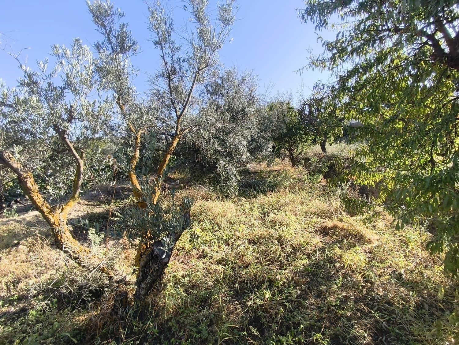 Ubebygd land til salgs i Durcal - € 10 000 (Ref: 9264002)