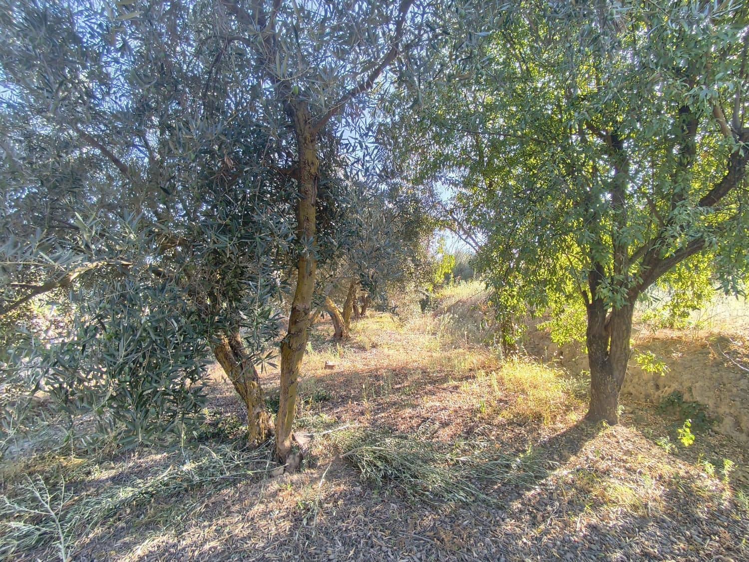 Ubebygd land til salgs i Durcal - € 10 000 (Ref: 9264002)