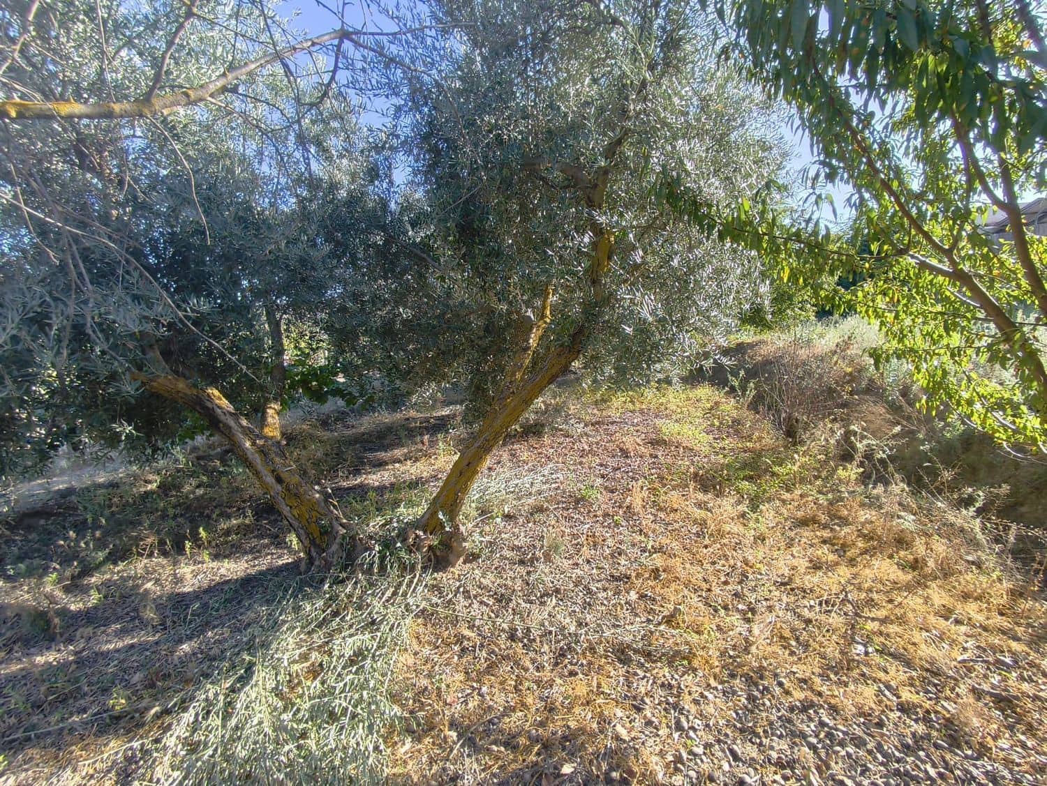 Ubebygd land til salgs i Durcal - € 10 000 (Ref: 9264002)