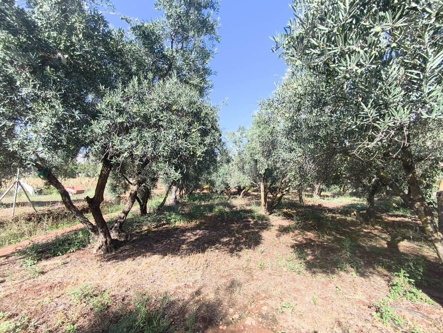 Undeveloped Land for sale in Durcal - € 10,000 (Ref: 9264003)