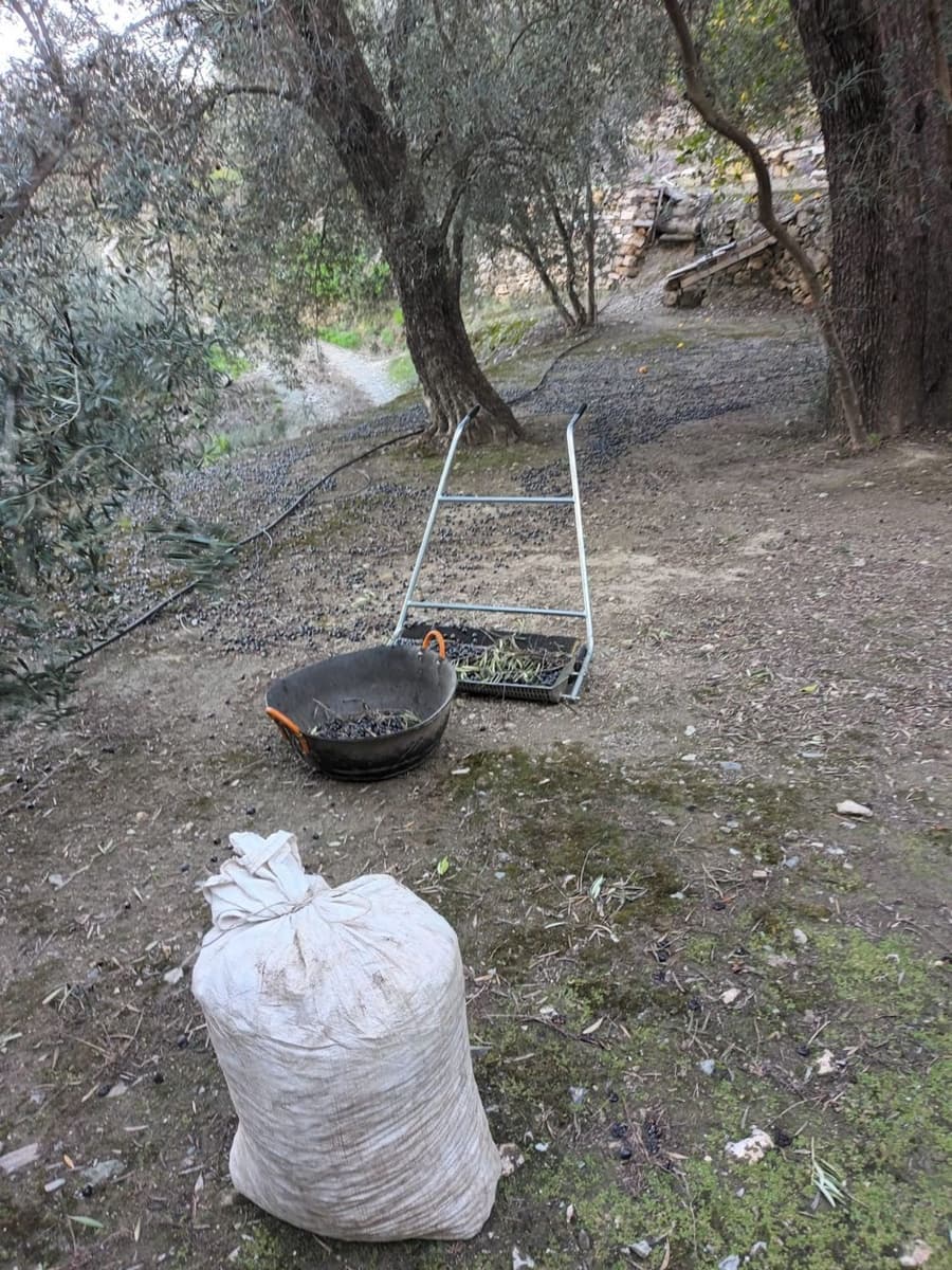 Terreno Não Urbanizado para venda em El Pinar - 38 500 € (Ref: 9966030)