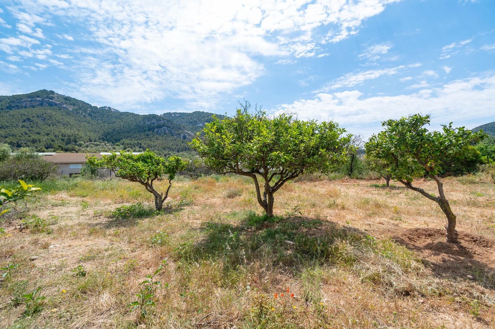 5 soveværelse Finca/Landehus til salg i Andratx - € 750.000 (Ref: 9095379)