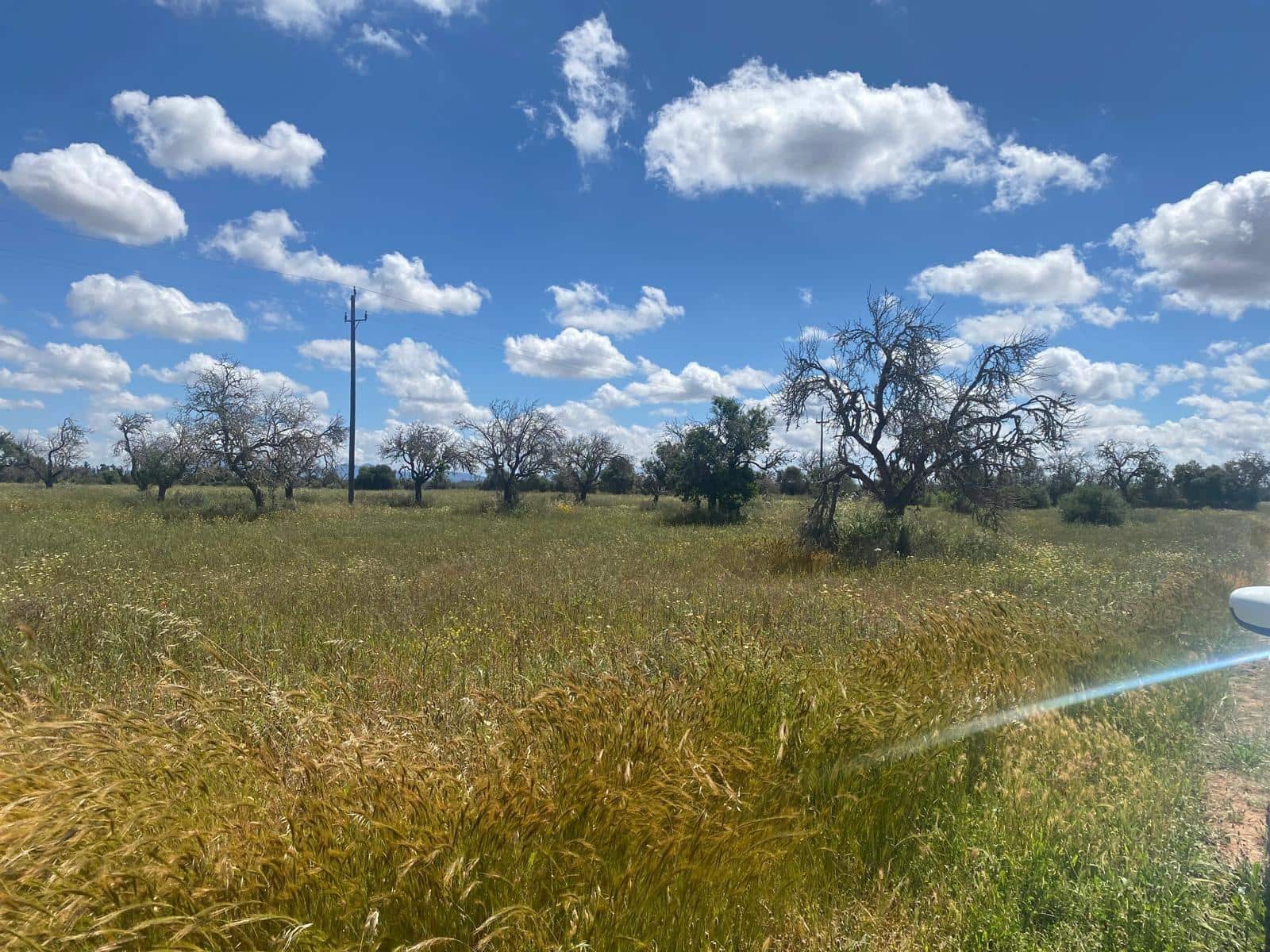 Grunde uden byggetilladelser til salg i Campos - € 63.900 (Ref: 9114276)