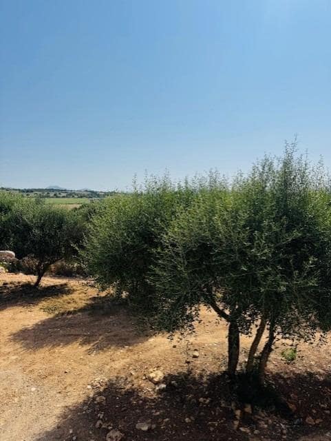 4 soverom Finca/Herregård til salgs i Petra - € 1 790 000 (Ref: 9625879)